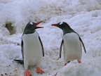 Antarctica – Gentoo Penguins