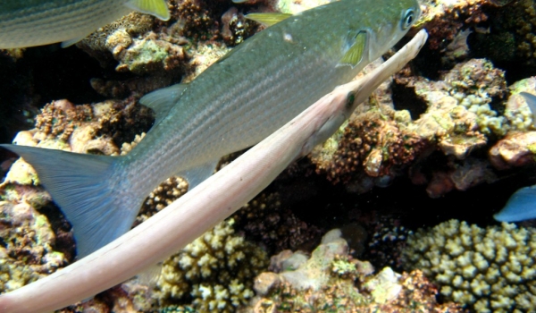 Trumpetfish & Sea Mullets