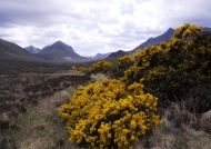 Scotland Typical scottish wilderness