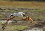 Yellow-billed Stork fishing
