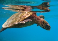 Seychelles – Hawksbill Sea Turtle