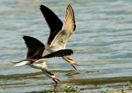 African Skimmers