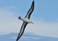Black-browed Albatros