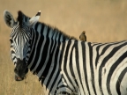 Zebra & Oxpecker