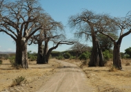 Baobabs along the road