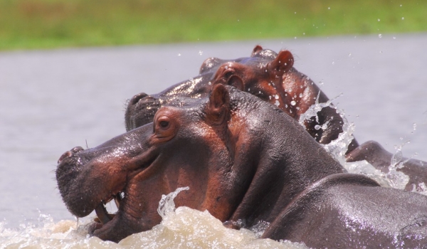 Hippos – fun in water