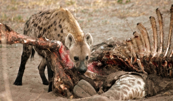 Hyena devoring a giraffe