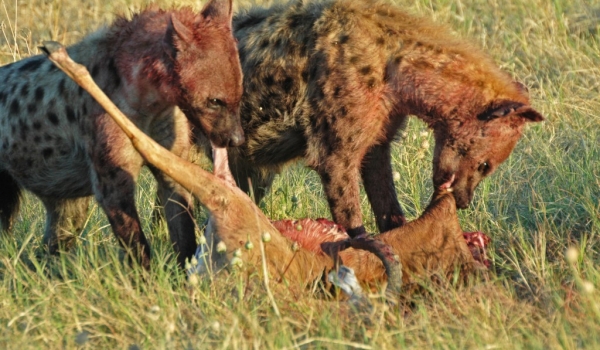Hyenas devoring an impala
