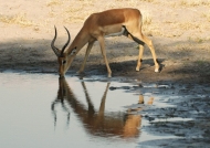 Impala-Nature beauty!