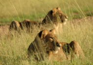 Lions looking for a prey