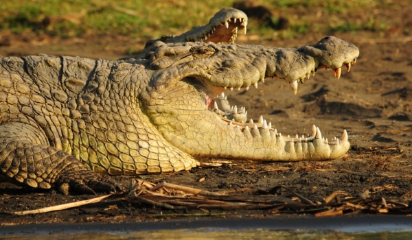Nile crocodiles-Lake chamo