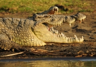 Nile crocodiles-Lake chamo