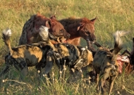 « Sharing » meat with Wild Dogs