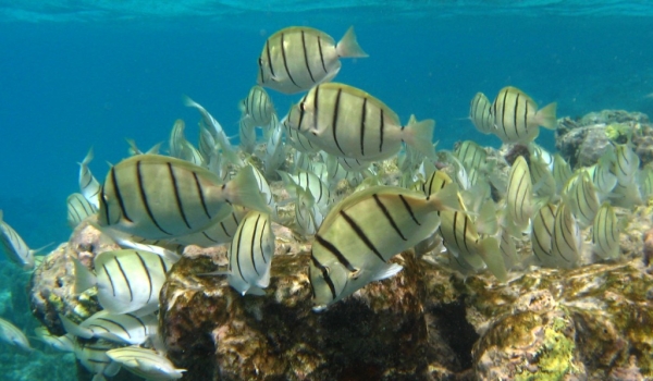 Shoal of Convict Tang