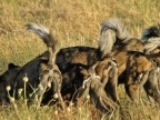 The pack on a prey