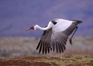 Ethiopia – Wattled Crane