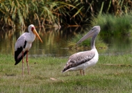 Yellow-billed Stork & Pelican