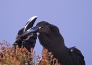 Thick-billed Ravens
