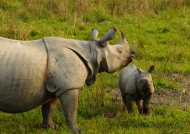 Kaziranga-One-horned Rhinos