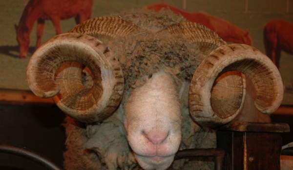 Local sheep