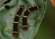 Caterpillar…