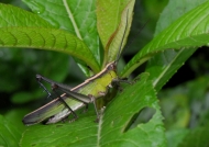 Romaleid Grasshopper