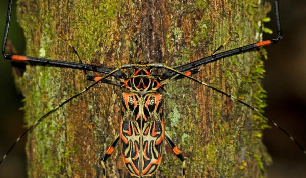 Harlequin Longhorn Beetle