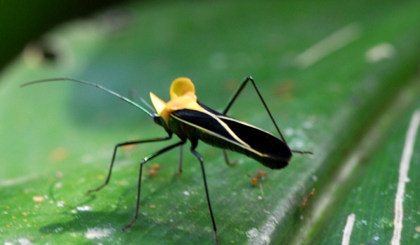 True Bug Coreaidae