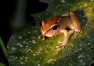 Amazon Hyla Tree Frog