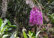 Epidendrum syringothyrsus