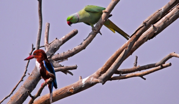 White-throated & Parakeet