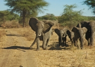 Never disturb elephants!