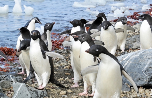 Picture of Adelie Penguins