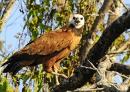 Black-collared Hawk