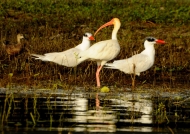 White Ibis & Caspian Terns
