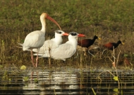 White Ibis, Terns & Jacanas