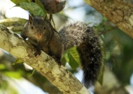 Yucatan Squirrel