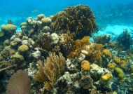 Underwater South Water Caye