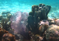 Sea Fan and Tube Sponges
