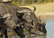 Buffaloes – Hwange NP