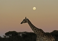 Giraffe at Full Moon