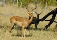 Impala & young one