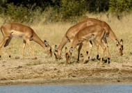 Impalas at Waterhole
