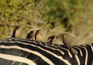 Red-billed Oxpeckers.