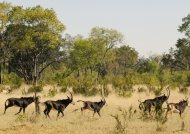 Sable Antelopes