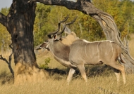 Couple of Greater Kudus