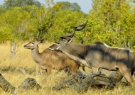 Couple of Greater Kudus