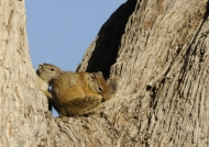 Tree Squirrels