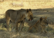Females lions meeting again