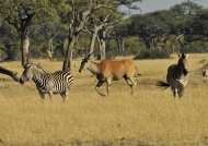 Zebras & Eland